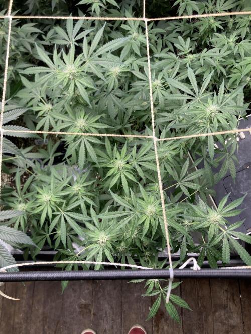 Strawberry Ak (Serious Seeds). Week 13