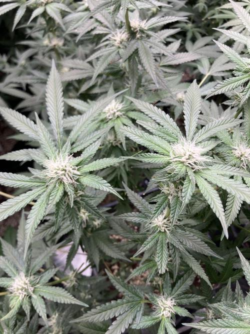 BlackCherry Punch (In House Genetics). Week 13