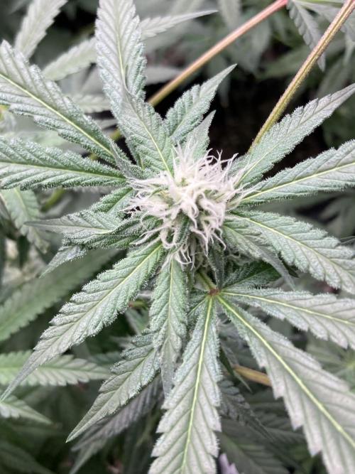BlackCherry Punch (In House Genetics). Week 13