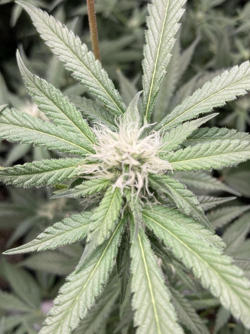 BlackCherry Punch (In House Genetics). Week 13