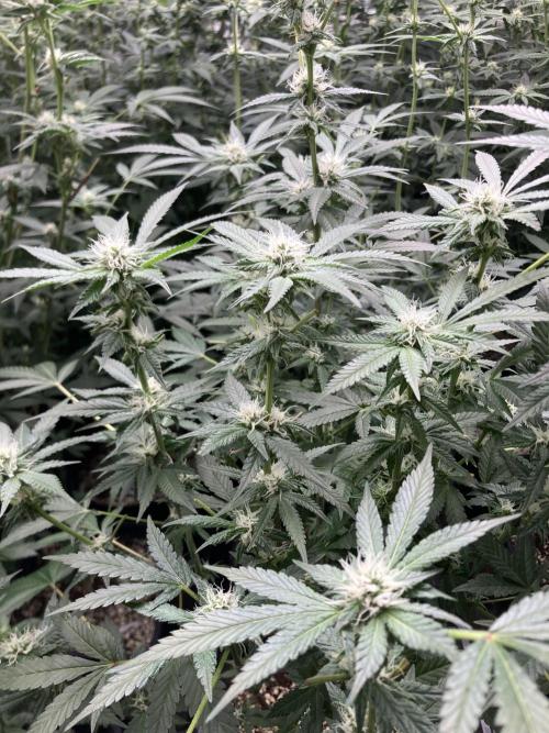 BlackCherry Punch (In House Genetics). Week 13