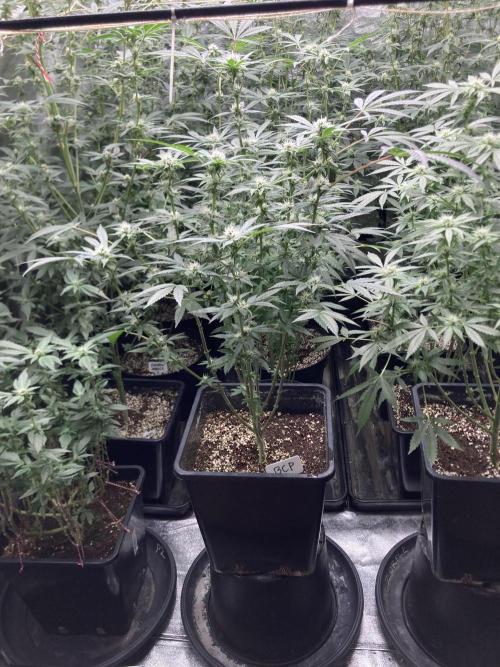 BlackCherry Punch (In House Genetics). Week 13