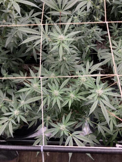 BlackCherry Punch (In House Genetics). Week 13