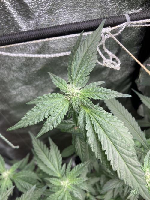 Chrome Dome Clone (Compound Genetics). Week 5