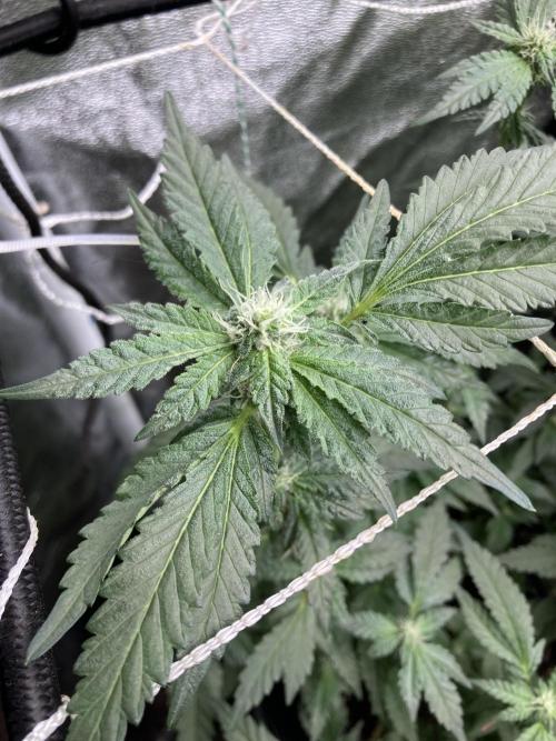 Chrome Dome Clone (Compound Genetics). Week 5