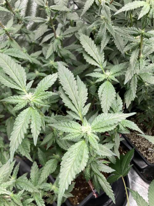 Chrome Dome Clone (Compound Genetics). Week 5