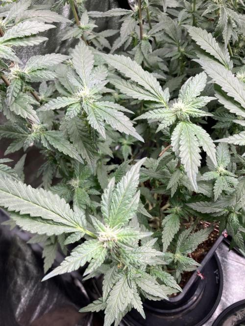 Chrome Dome Clone (Compound Genetics). Week 5