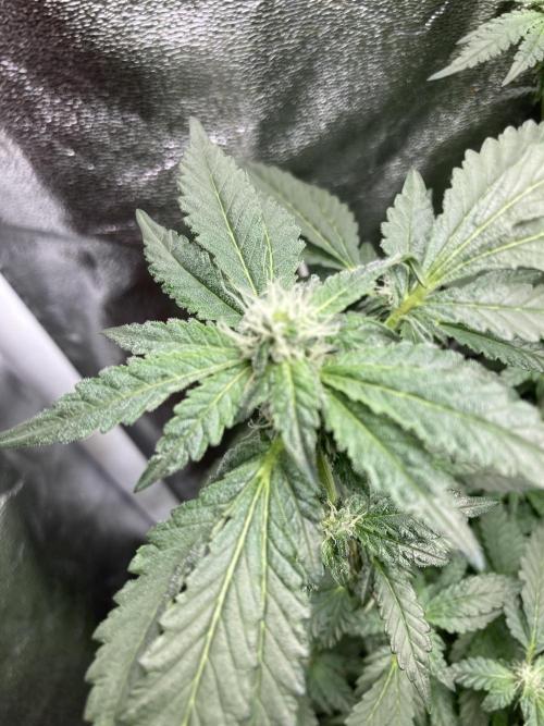 Chrome Dome Clone (Compound Genetics). Week 5