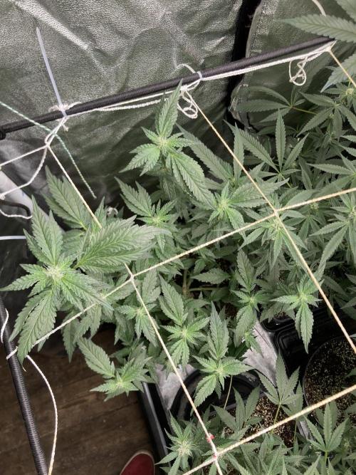 Chrome Dome Clone (Compound Genetics). Week 5