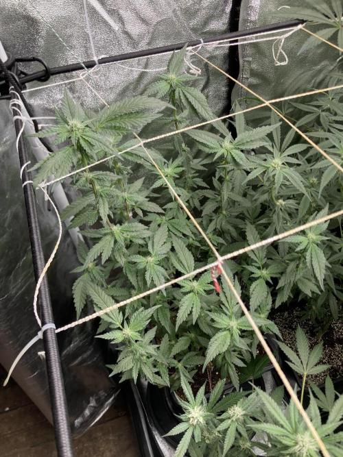 Chrome Dome Clone (Compound Genetics). Week 5
