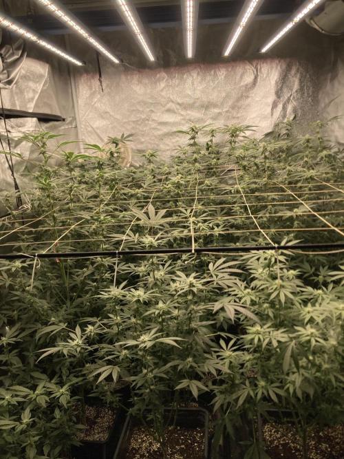 Chrome Dome Clone (Compound Genetics). Week 5