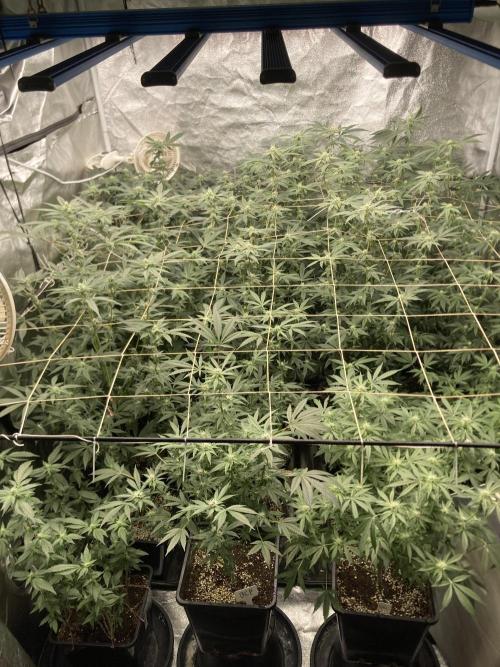 Chrome Dome Clone (Compound Genetics). Week 5
