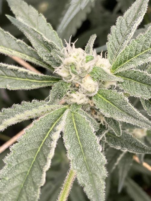 Atomic Jelly (In House Genetics). Week 13