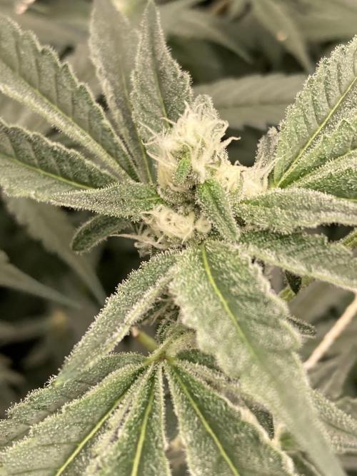 Atomic Jelly (In House Genetics). Week 13