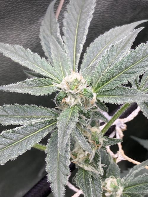 Atomic Jelly (In House Genetics). Week 13