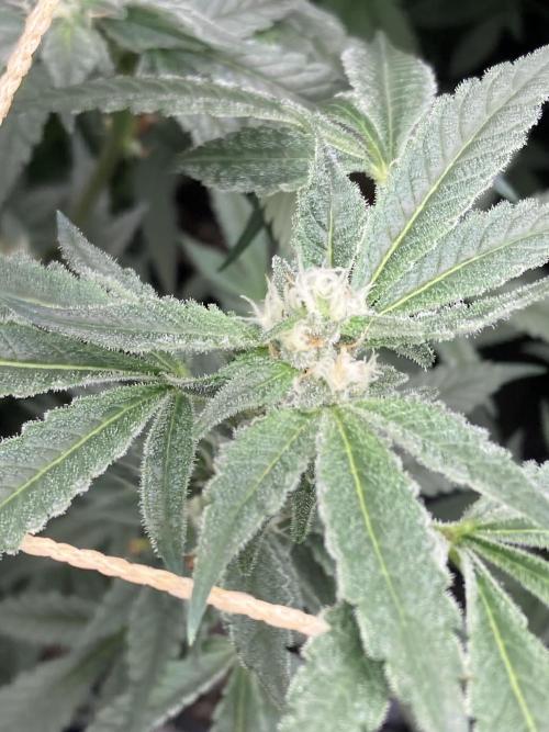 Atomic Jelly (In House Genetics). Week 13