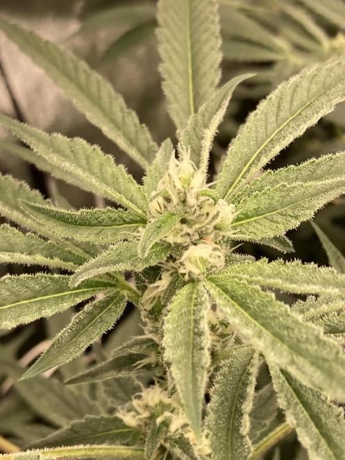 Atomic Jelly (In House Genetics). Week 13