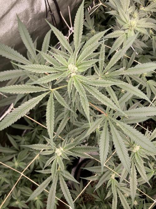Atomic Jelly (In House Genetics). Week 13