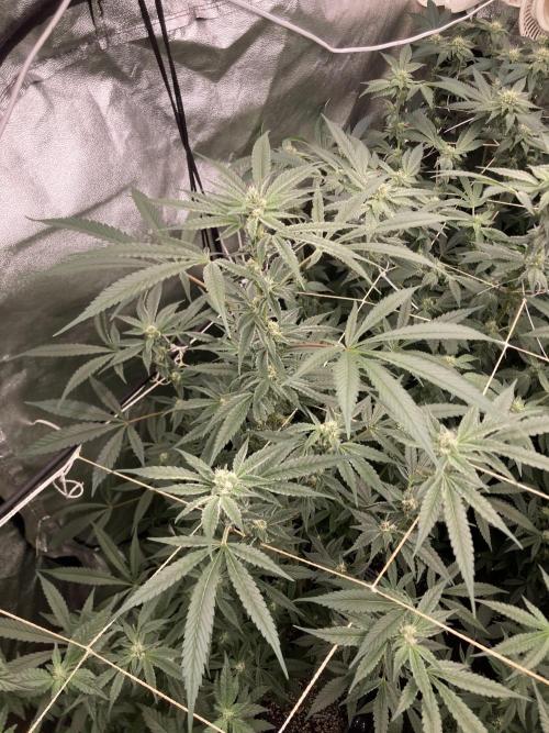 Atomic Jelly (In House Genetics). Week 13