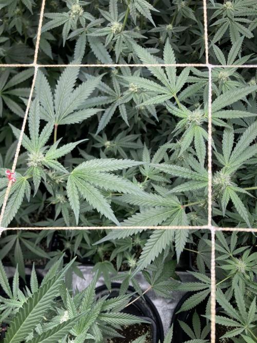 Rainbow Marker Clones (Lit Farms). Week 6