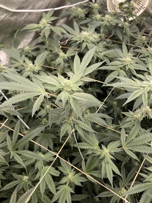Rainbow Marker Clones (Lit Farms). Week 6