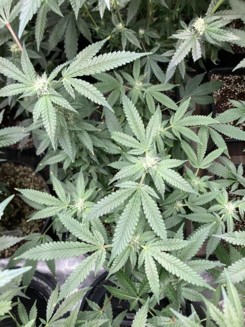 Rainbow Marker Clones (Lit Farms). Week 6