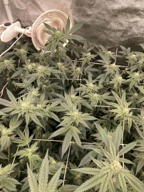 Rainbow Marker Clones (Lit Farms). Week 6