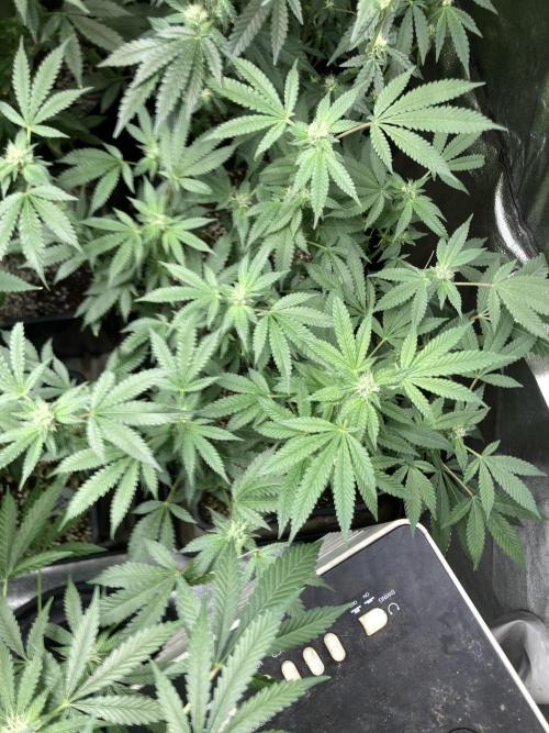 Rainbow Marker Clones (Lit Farms). Week 6
