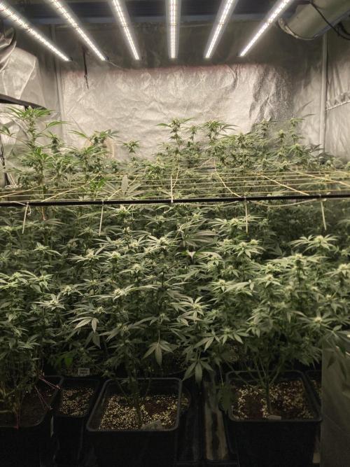 Rainbow Marker Clones (Lit Farms). Week 6