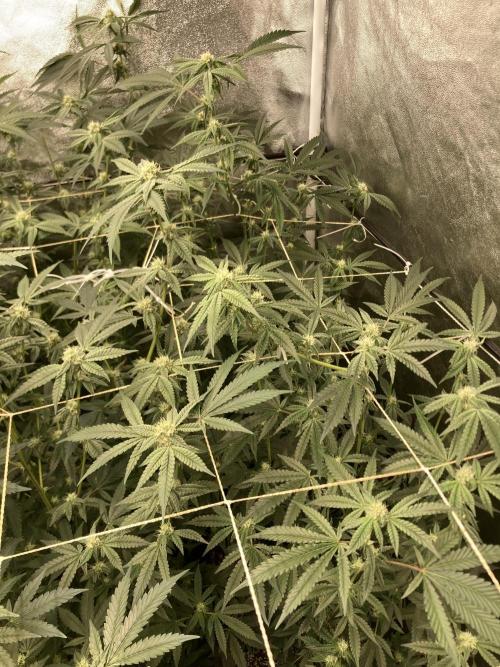 Zoy Sauce Clones (my Cut). Week 6