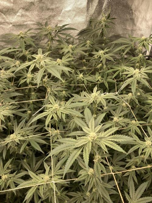 Zoy Sauce Clones (my Cut). Week 6