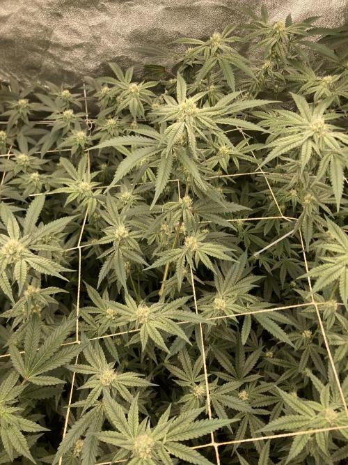 Zoy Sauce Clones (my Cut). Week 6