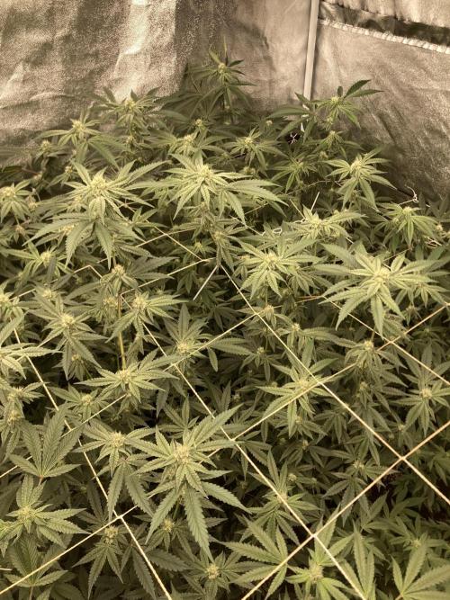 Zoy Sauce Clones (my Cut). Week 6