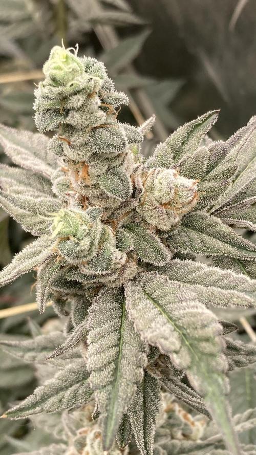 Gas Cream Runtz Clones (LIT Farms). Week 10