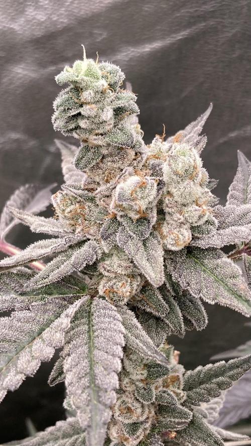 Gas Cream Runtz Clones (LIT Farms). Week 10