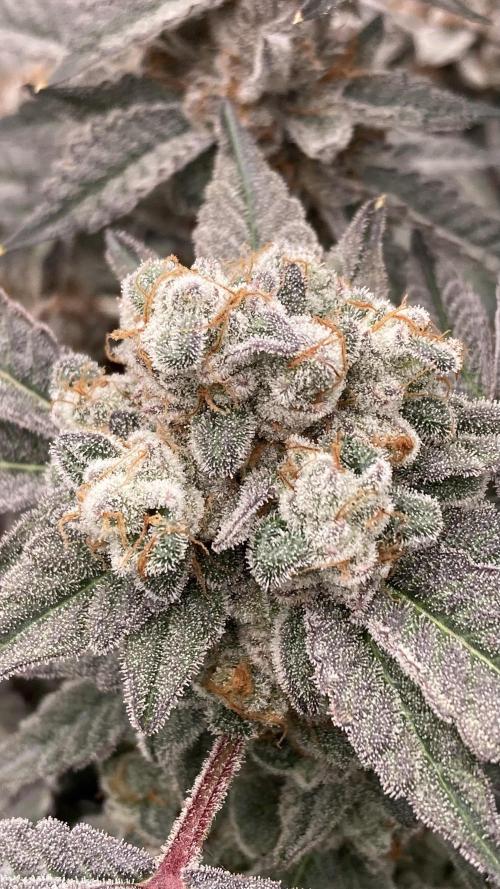 Gas Cream Runtz Clones (LIT Farms). Week 10