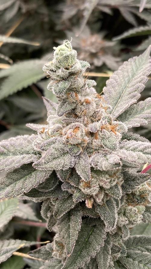 Gas Cream Runtz Clones (LIT Farms). Week 10
