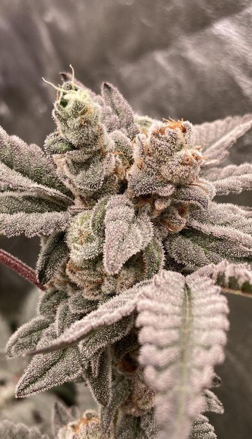Gas Cream Runtz Clones (LIT Farms). Week 10