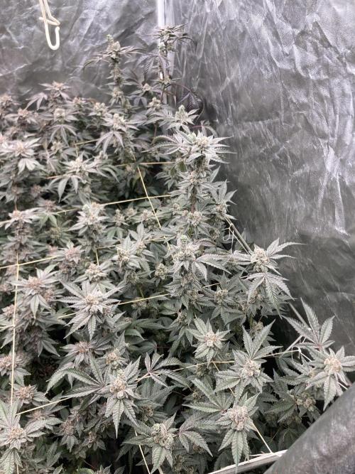 Gas Cream Runtz Clones (LIT Farms). Week 10