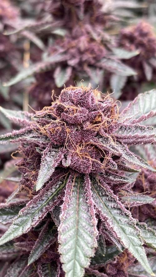 CN#6 Pora’s Purple Clones (Relentless). Week 10