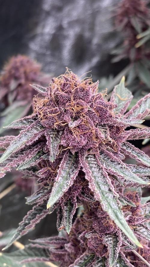 CN#6 Pora’s Purple Clones (Relentless). Week 10