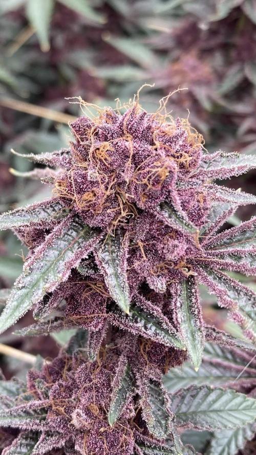 CN#6 Pora’s Purple Clones (Relentless). Week 10