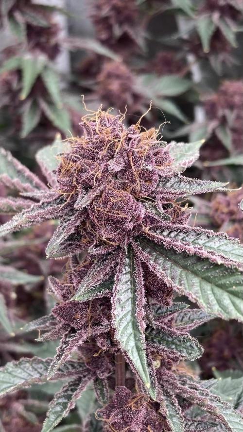 CN#6 Pora’s Purple Clones (Relentless). Week 10