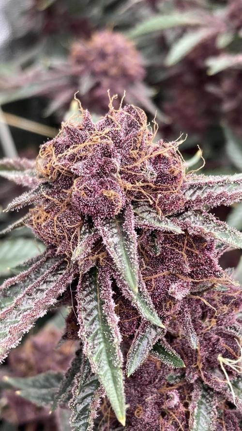 CN#6 Pora’s Purple Clones (Relentless). Week 10