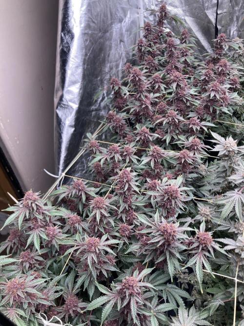 CN#6 Pora’s Purple Clones (Relentless). Week 10