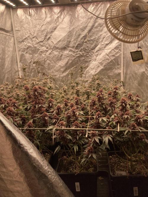 CN#6 Pora’s Purple Clones (Relentless). Week 10