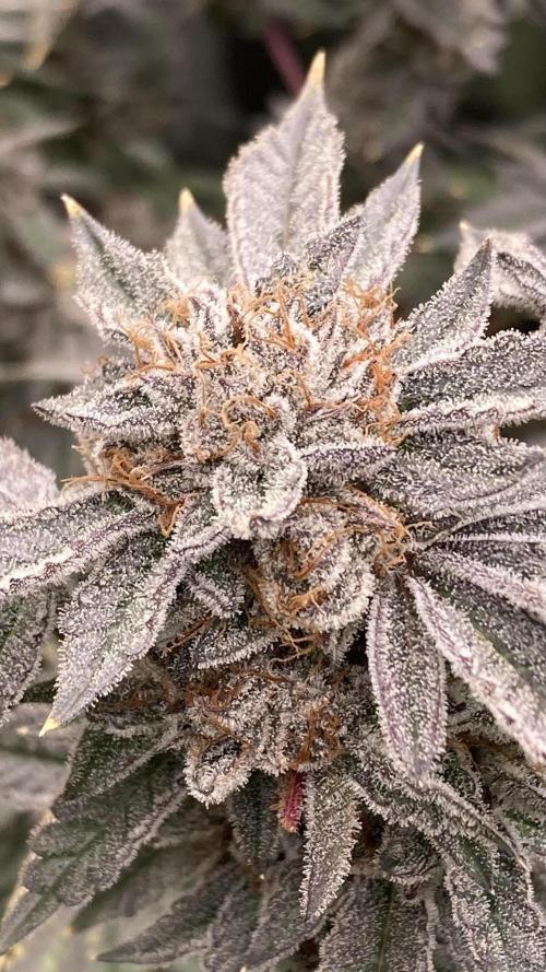 CN#2 Clones (Relentless Genetics). Week 10