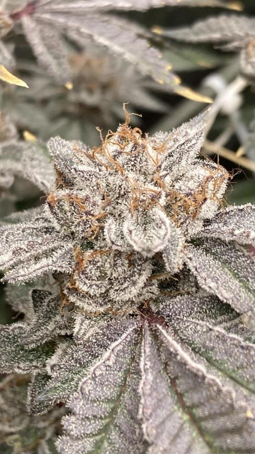 CN#2 Clones (Relentless Genetics). Week 10