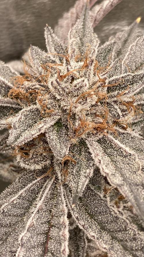 CN#2 Clones (Relentless Genetics). Week 10