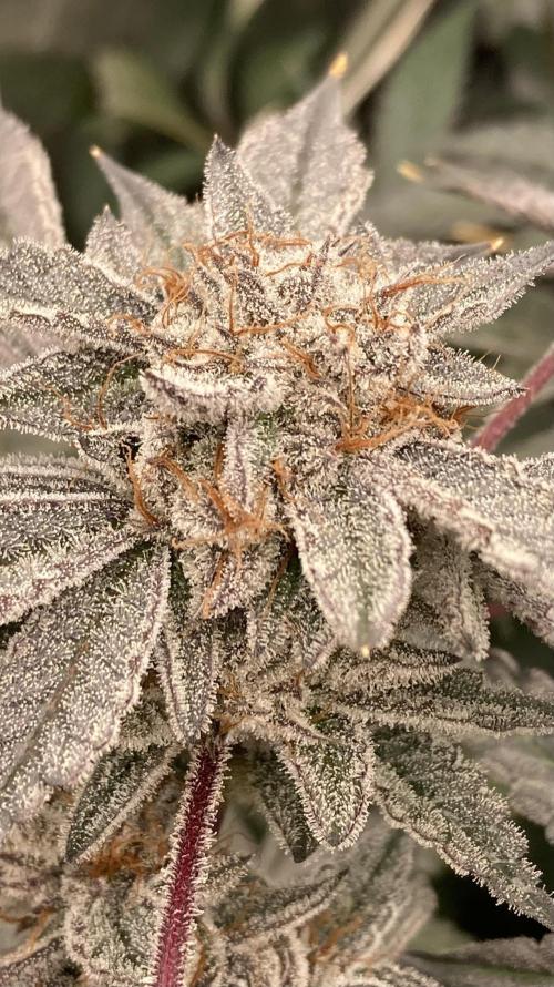CN#2 Clones (Relentless Genetics). Week 10